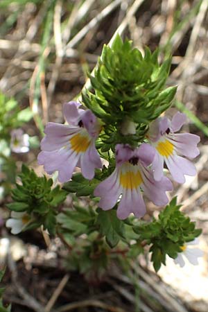 Euphrasia alpina \ Alpen-Augentrost / Alpine Eyebright, F Pyrenäen/Pyrenees, Mont Llaret 31.7.2018