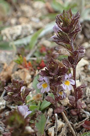 Euphrasia minima \ Zwerg-Augentrost, F Pyrenäen, Mont Llaret 31.7.2018