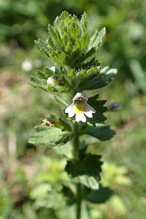 Euphrasia hirtella \ Zottiger Augentrost / Small Flowered Sticky Eyebright, F Pyrenäen/Pyrenees, Eyne 4.8.2018