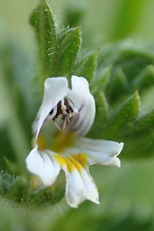 Euphrasia hirtella \ Zottiger Augentrost / Small Flowered Sticky Eyebright, F Pyrenäen/Pyrenees, Segre - Schlucht / Gorge 2.8.2018