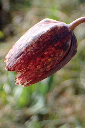 Fritillaria tenella \ Zierliche Schachblume / Slender Fritillary, F Caussols 2.5.2023