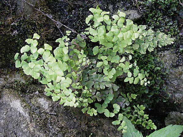 Adiantum capillus-veneris \ Venushaar, Echter Frauenhaar-Farn / Maidenhair Fern, F Pyrenäen/Pyrenees, Olette 14.5.2007