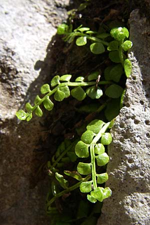 Asplenium viride \ Grnstieliger Streifenfarn / Green Spleenwort, F Pyrenäen/Pyrenees, Eyne 25.6.2008