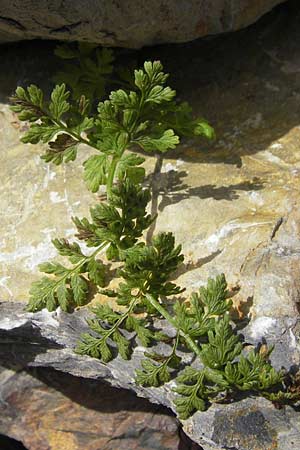 Cryptogramma crispa \ Krauser Rollfarn / Parsley Fern, F Pyrenäen/Pyrenees, Gourette 25.8.2011