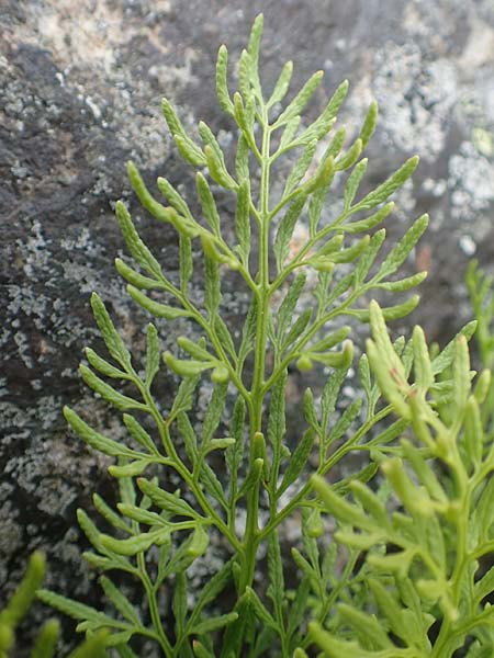 Cryptogramma crispa \ Krauser Rollfarn, F Pyrenäen, Canigou 24.7.2018