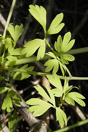 Fumaria capreolata \ Rankender Erdrauch / White Ramping Fumitory, F Saint-Guilhem-le-Desert 1.6.2009