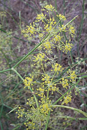 Foeniculum vulgare \ Fenchel, F Collioure 11.8.2006