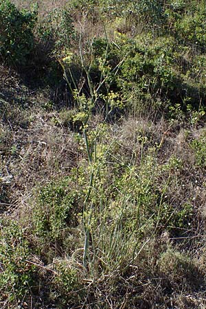 Foeniculum vulgare \ Fenchel / Fennel, F Martigues 8.10.2021