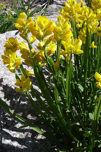 Genista sagittalis / Pennate Greenweed, F Pyrenees, Latour de Carol 26.6.2008