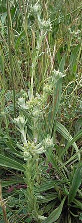 Filago pyramidata \ Spatelblttriges Filzkraut / Broad-Leaved Cudweed, F Corbières, Talairan 13.5.2007