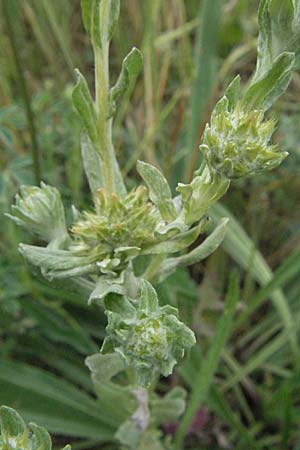 Filago pyramidata / Broad-Leaved Cudweed, F Corbières, Talairan 13.5.2007