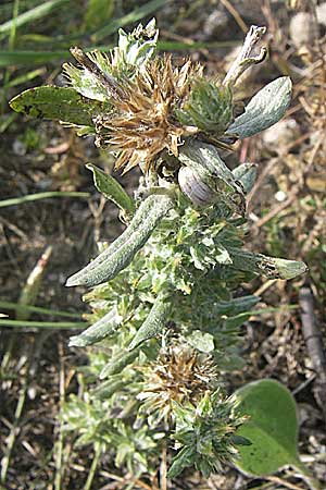 Filago pyramidata / Broad-Leaved Cudweed, F Toreilles 24.6.2008