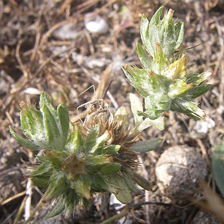 Filago pyramidata \ Spatelblttriges Filzkraut / Broad-Leaved Cudweed, F Toreilles 24.6.2008