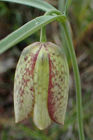 Fritillaria involucrata \ Hllblatt-Schachblume, Gegenblttrige Schachblume / Piemont Fritillary, F Tende 1.5.2023