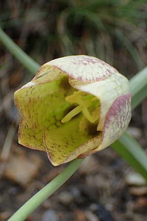 Fritillaria involucrata \ Hllblatt-Schachblume, Gegenblttrige Schachblume / Piemont Fritillary, F Tende 1.5.2023