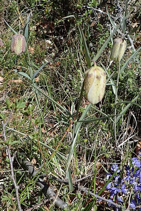 Fritillaria involucrata \ Hllblatt-Schachblume, Gegenblttrige Schachblume / Piemont Fritillary, F Caussols 2.5.2023