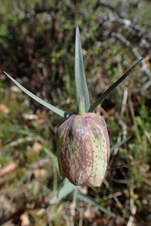 Fritillaria involucrata \ Hllblatt-Schachblume, Gegenblttrige Schachblume / Piemont Fritillary, F Caussols 2.5.2023