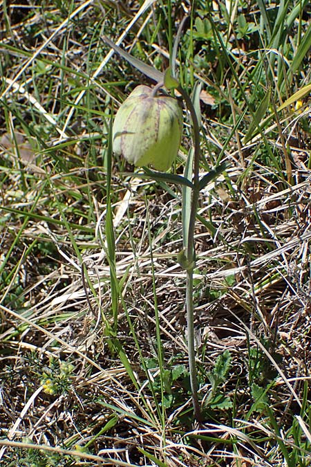 Fritillaria involucrata \ Hllblatt-Schachblume, Gegenblttrige Schachblume / Piemont Fritillary, F Caussols 2.5.2023