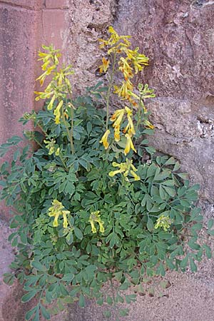 Corydalis lutea \ Gelber Lerchensporn, F Rosheim 8.8.2008