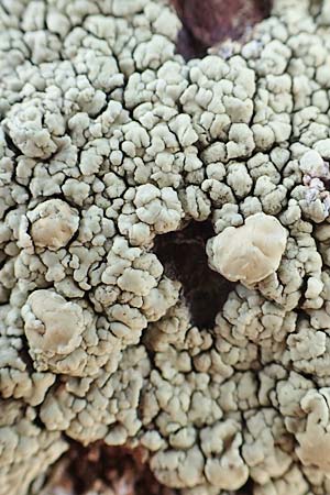 Arctoparmelia incurva ? \ Einwrtsgekrmmte Schlssel-Flechte / Powdered Rockfrog Lichen, F Pyrenäen/Pyrenees, Puigmal 1.8.2018