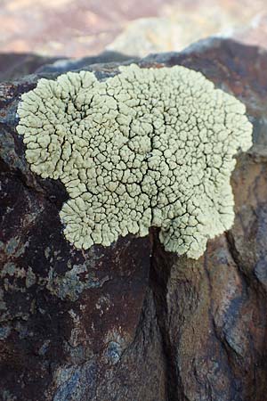 Arctoparmelia incurva ? / Powdered Rockfrog Lichen, F Pyrenees, Puigmal 1.8.2018