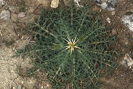 Centaurea calcitrapa \ Stern-Flockenblume, Fuangel-Flockenblume, F Uzes 5.5.1988