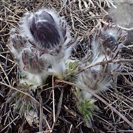 Pulsatilla montana subsp. montana \ Berg-Kuhschelle / Mountain Pasque-Flower, F Champcella 14.3.2024