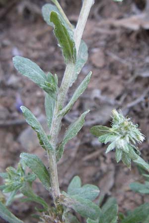 Filago pyramidata / Broad-Leaved Cudweed, F Frontignan 28.6.2008