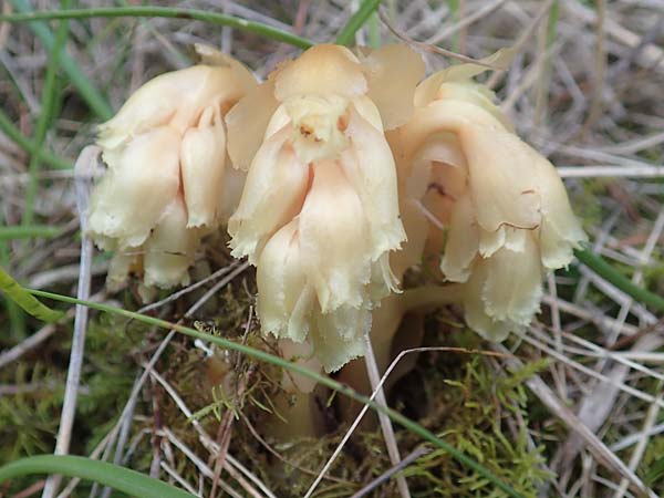 Monotropa hypopitys \ Gewhnlicher Fichtenspargel, F Savines-le-Lac 8.7.2016