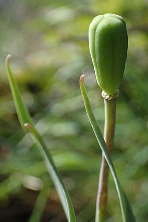 Fritillaria tenella \ Zierliche Schachblume, F Caussols 2.5.2023