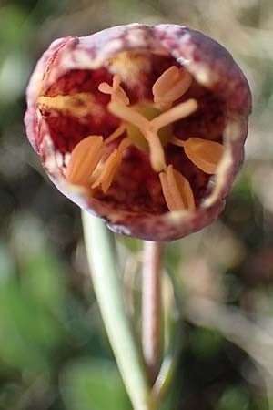 Fritillaria tenella \ Zierliche Schachblume / Slender Fritillary, F Caussols 2.5.2023