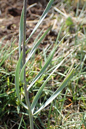 Fritillaria tenella / Slender Fritillary, F Caussols 2.5.2023