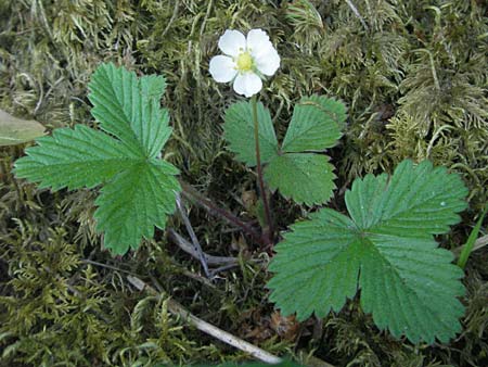 Fragaria vesca \ Wald-Erdbeere, F Allevard 11.6.2006