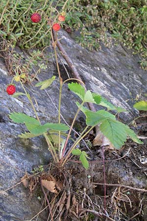 Fragaria vesca / Wild Strawberry, F Albertville 21.6.2008