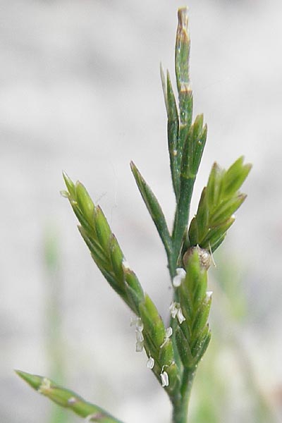 Catapodium rigidum \ Steifgras / Fern Grass, F Valence 26.5.2009