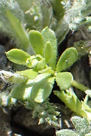 Galium megalospermum \ Schweizer Labkraut / Swiss Bedstraw, F Col de la Bonette 8.7.2016