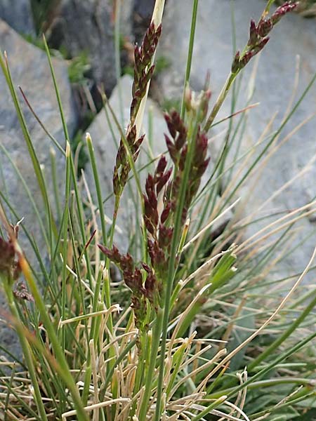 Festuca pyrenaica \ Pyrenen-Schwingel / Pyrenean Fescue, F Pyrenäen/Pyrenees, Puigmal 1.8.2018