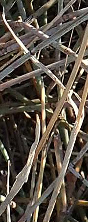 Bromus madritensis \ Mittelmeer-Trespe / Compact Brome, F Canet-en-Roussillon 11.8.2018