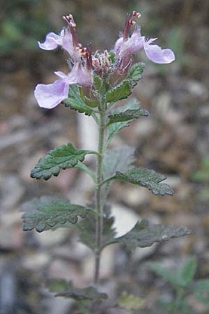 Teucrium chamaedrys \ Edel-Gamander, F St. Martin-de-Crau 9.6.2006