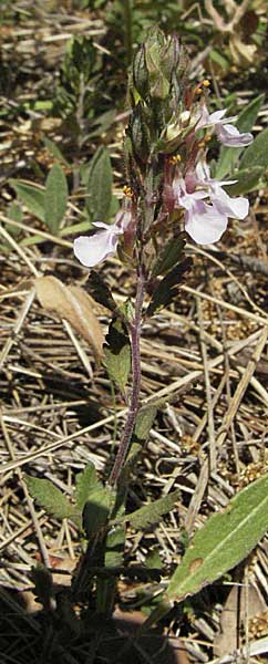 Teucrium chamaedrys \ Edel-Gamander / Wall Germander, F Bouches du Rhone, Orgon 9.6.2006