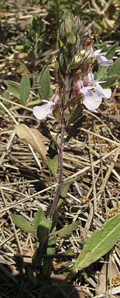 Teucrium chamaedrys \ Edel-Gamander / Wall Germander, F Orgon 9.6.2006