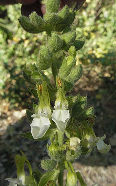 Teucrium flavum subsp. flavum \ Fahler Gamander / Yellow Germander, F Montagne du Luberon 9.6.2006