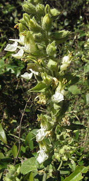 Teucrium flavum subsp. flavum \ Fahler Gamander / Yellow Germander, F Montagne du Luberon 9.6.2006