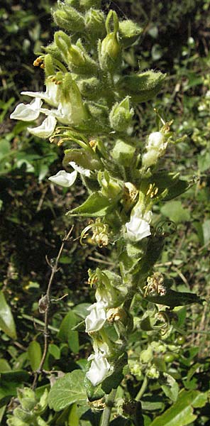 Teucrium flavum subsp. flavum \ Fahler Gamander / Yellow Germander, F Montagne du Luberon 9.6.2006