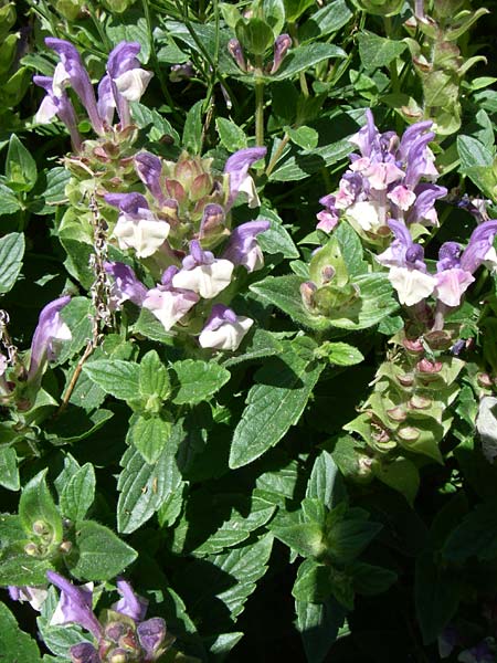 Scutellaria alpina \ Alpen-Helmkraut, F Pyrenäen, Eyne, Museum-Garden 26.6.2008