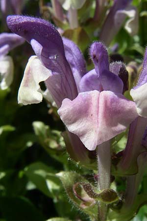 Scutellaria alpina \ Alpen-Helmkraut / Alpine Skullcap, F Pyrenäen/Pyrenees, Eyne, Museum-Garden 26.6.2008