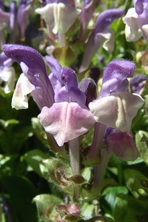 Scutellaria alpina \ Alpen-Helmkraut, F Pyrenäen, Eyne, Museum-Garden 26.6.2008