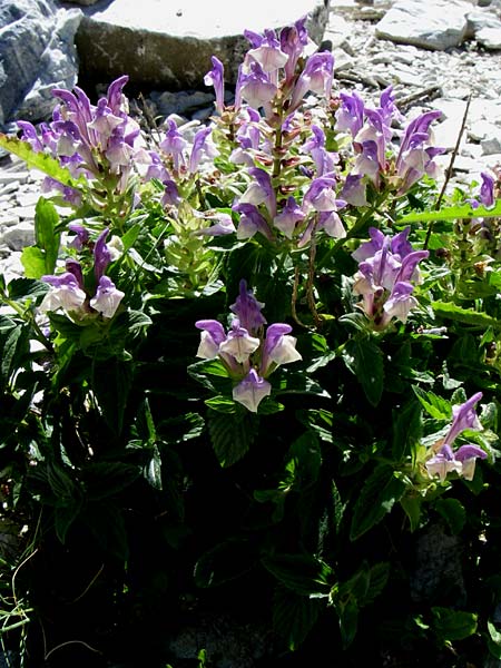 Scutellaria alpina / Alpine Skullcap, F Pyrenees, Eyne, Museum-Garden 26.6.2008