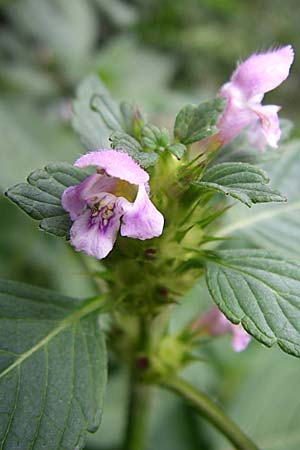 Galeopsis tetrahit \ Stechender Hohlzahn, F Elsass, Murbach 3.8.2008