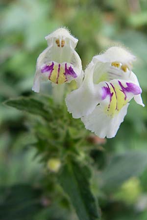 Galeopsis segetum \ Saat-Hohlzahn, F Elsass, Murbach 3.8.2008